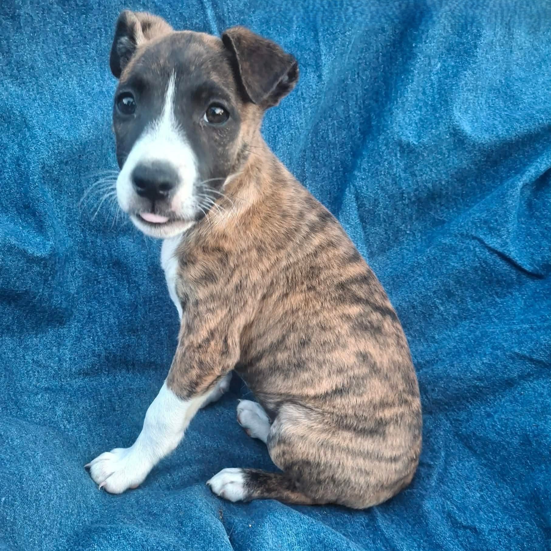 Gemma
