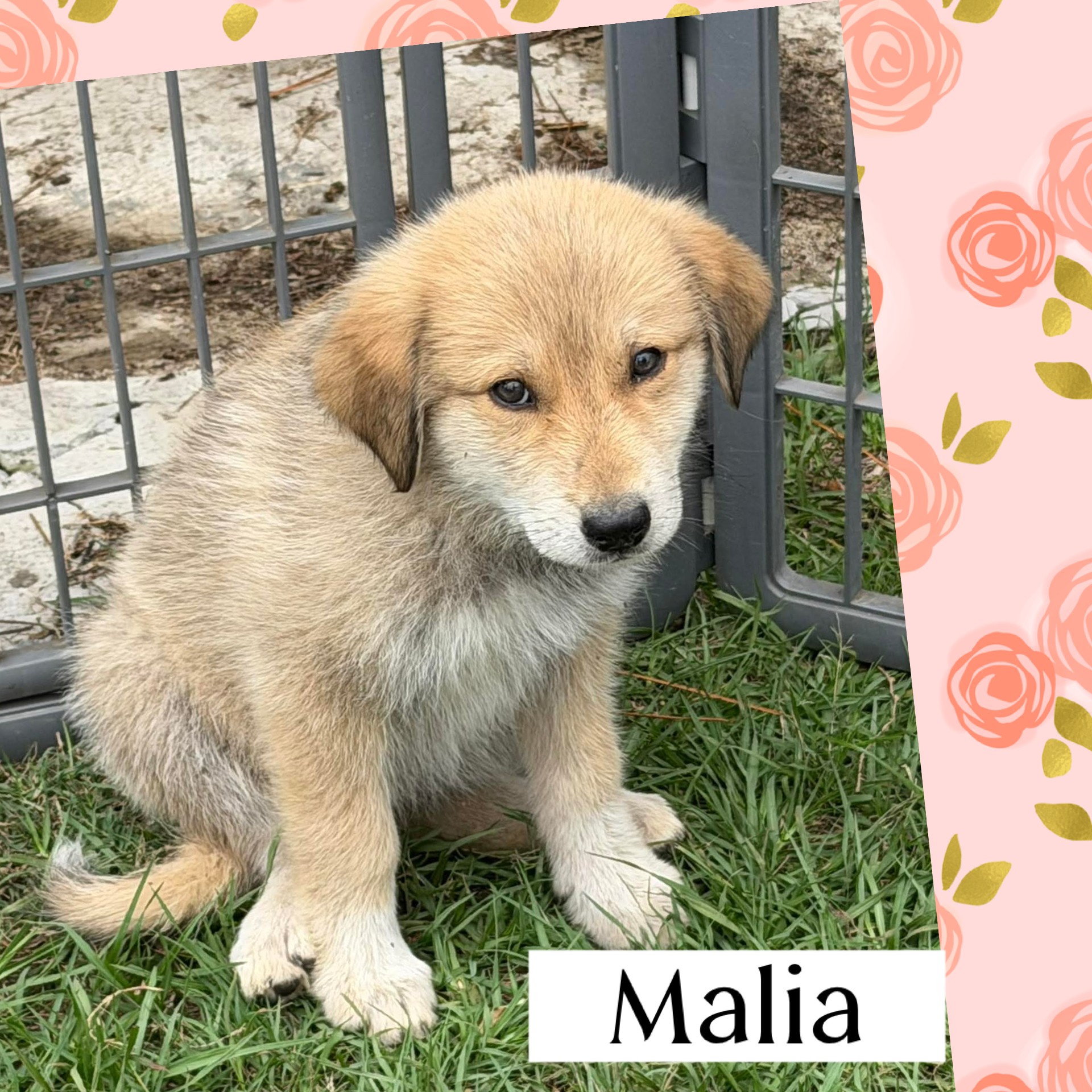 Malia