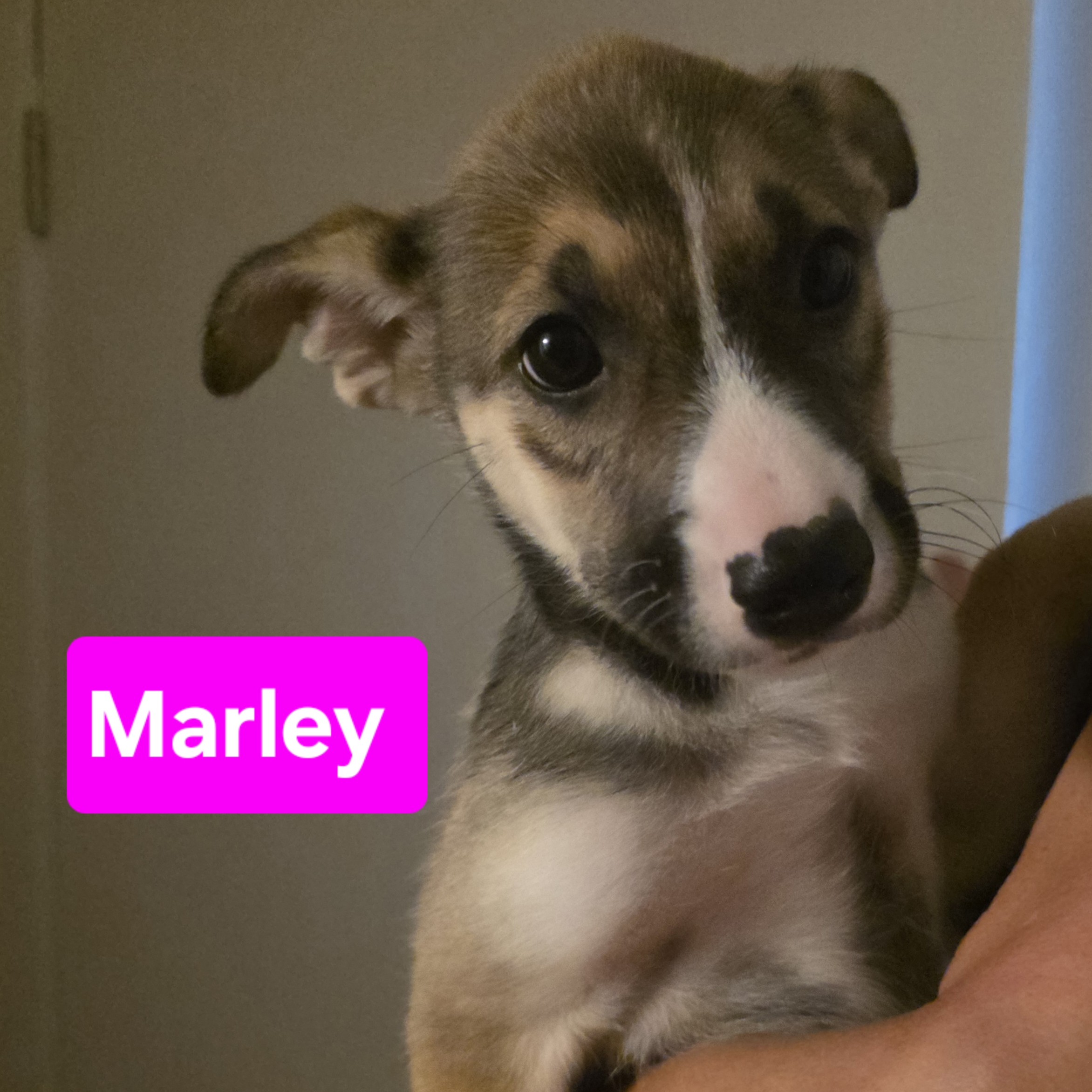 Marley