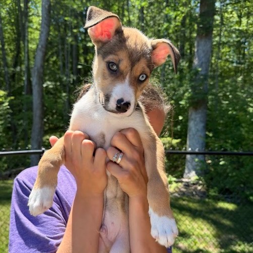Merlin