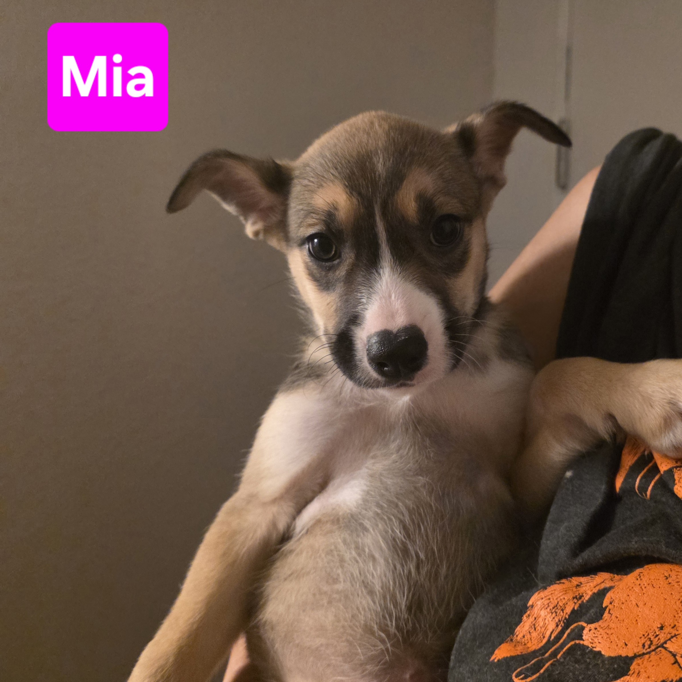 Mia