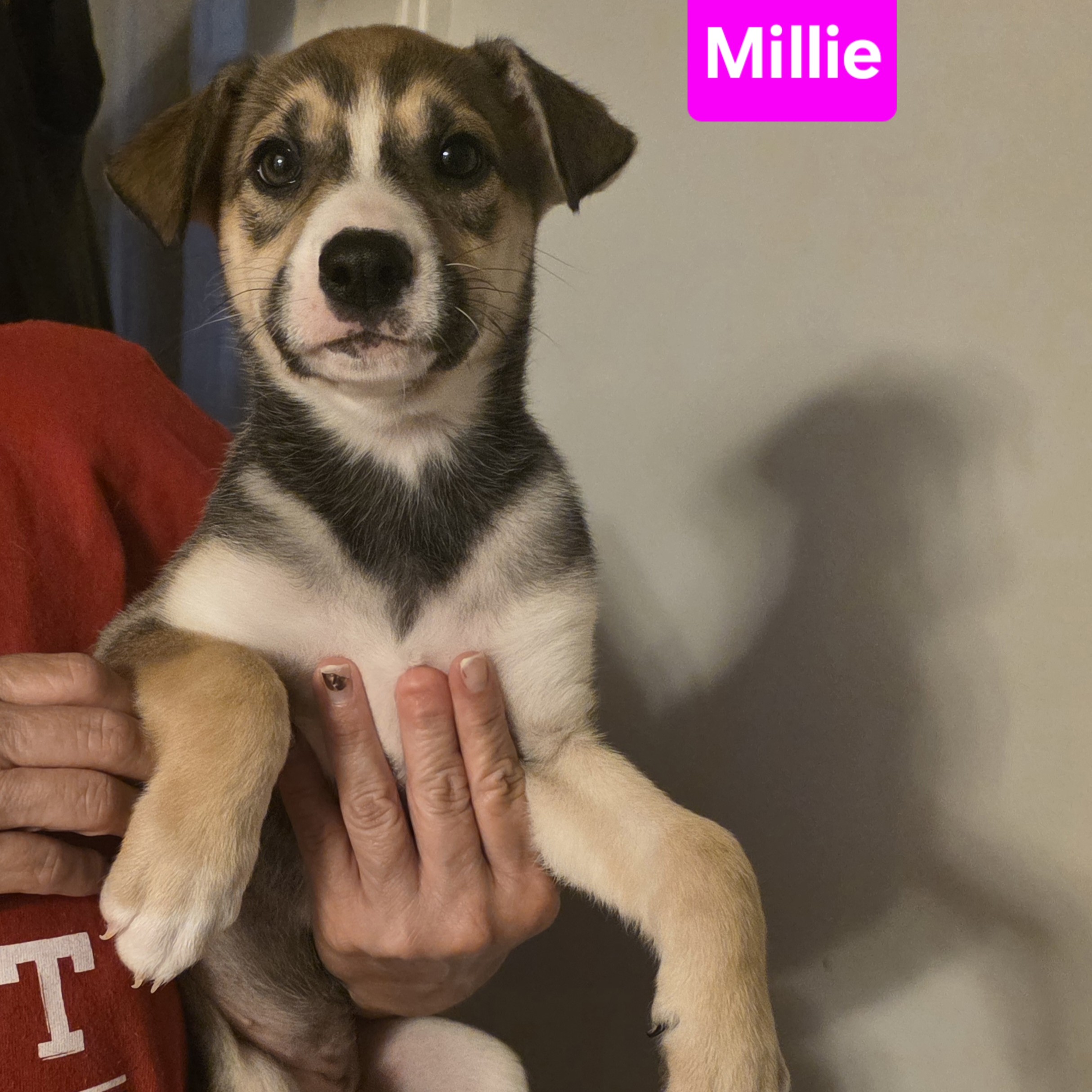Millie