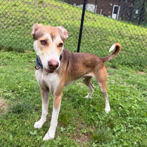 Opie