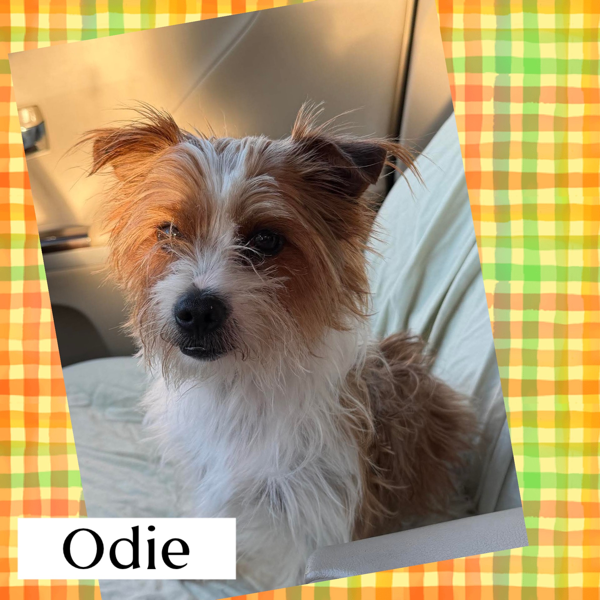 Odie