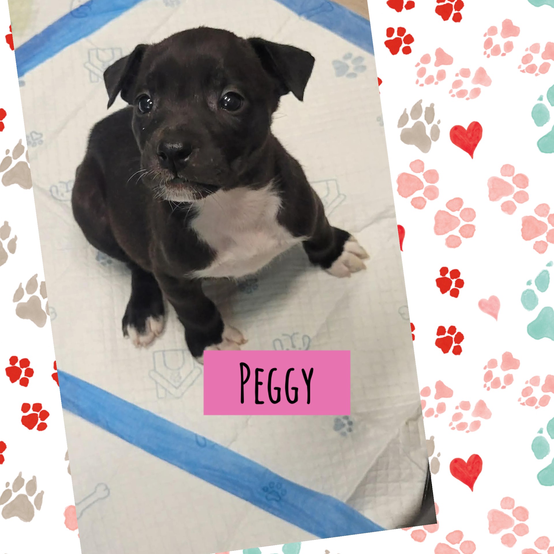 Peggy