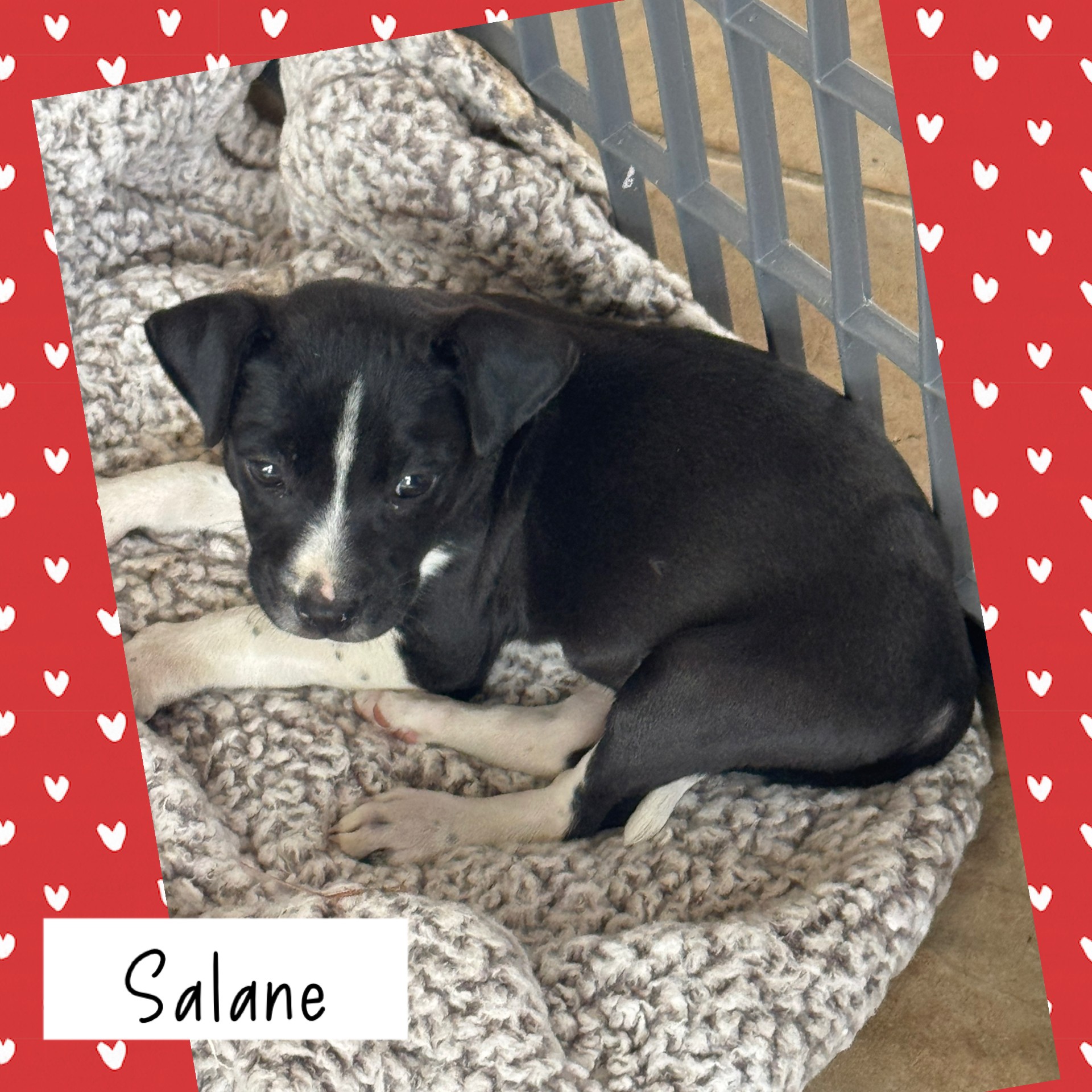 Salane