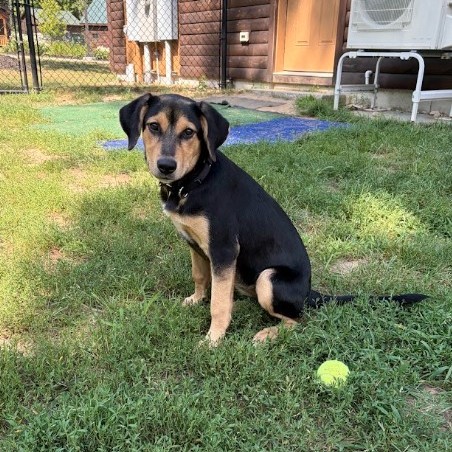 Mixed Breed