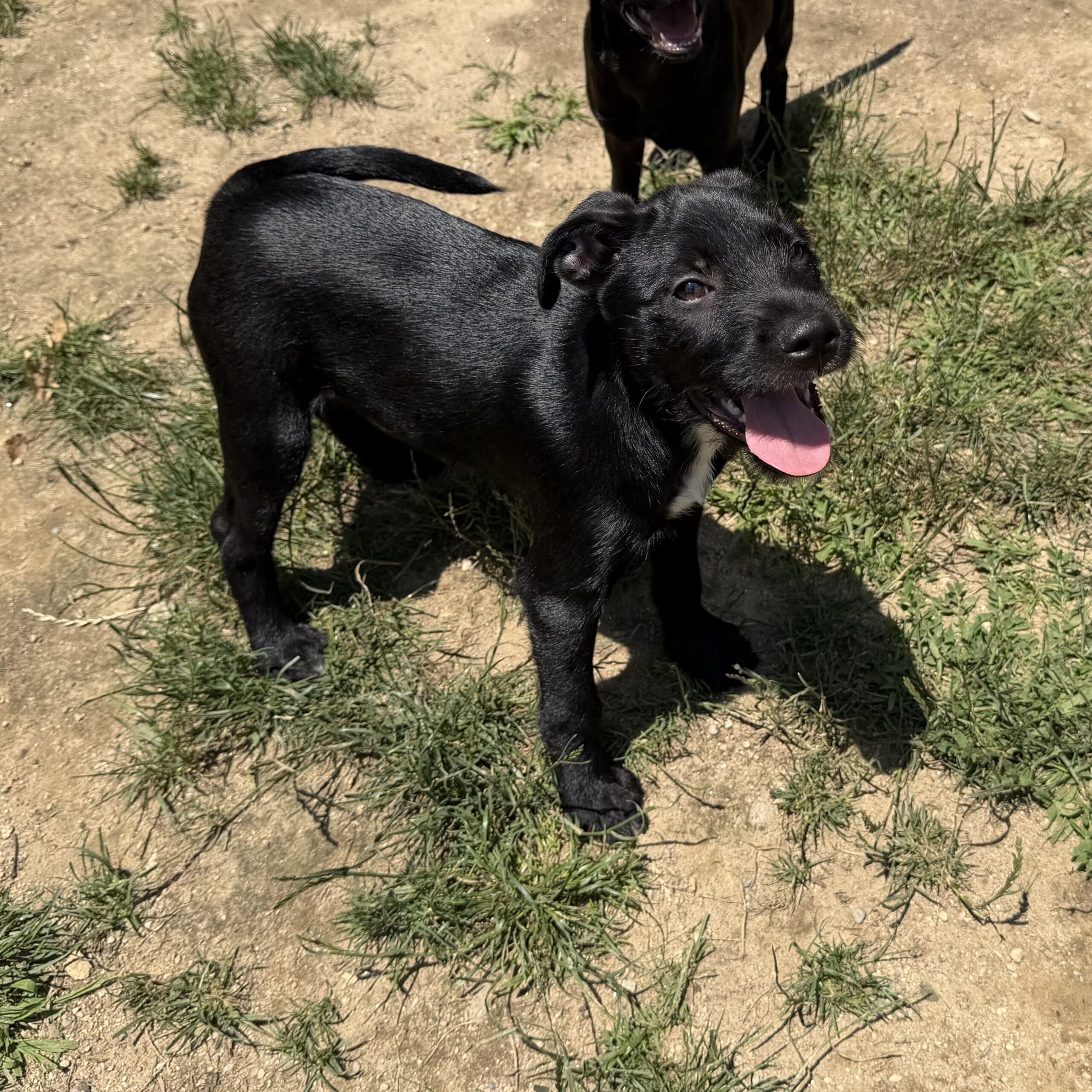 Mixed Breed