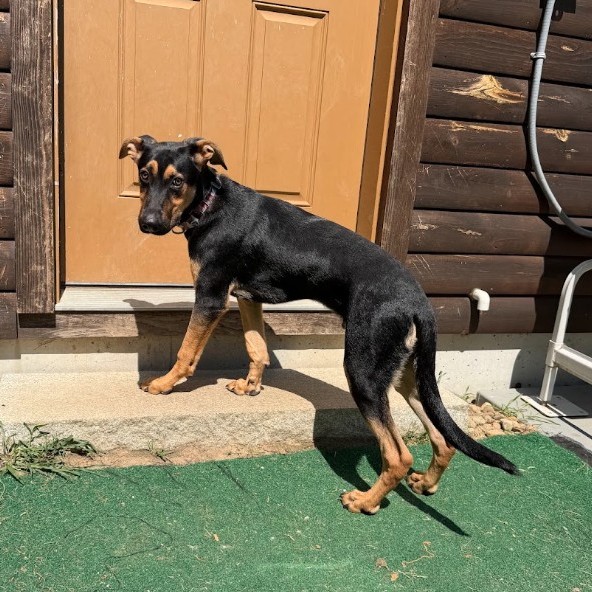 Mixed Breed