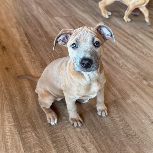 Mixed Breed