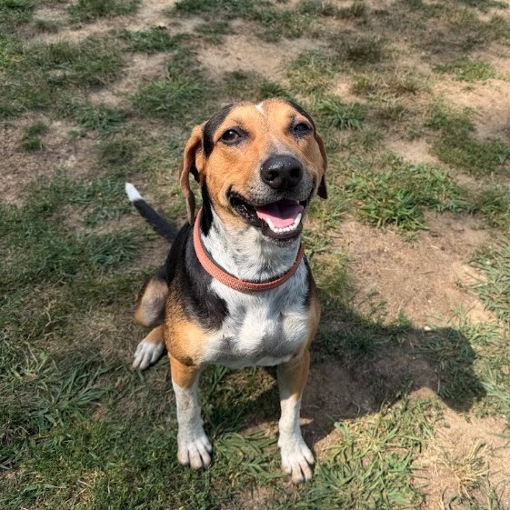 Mixed Breed
