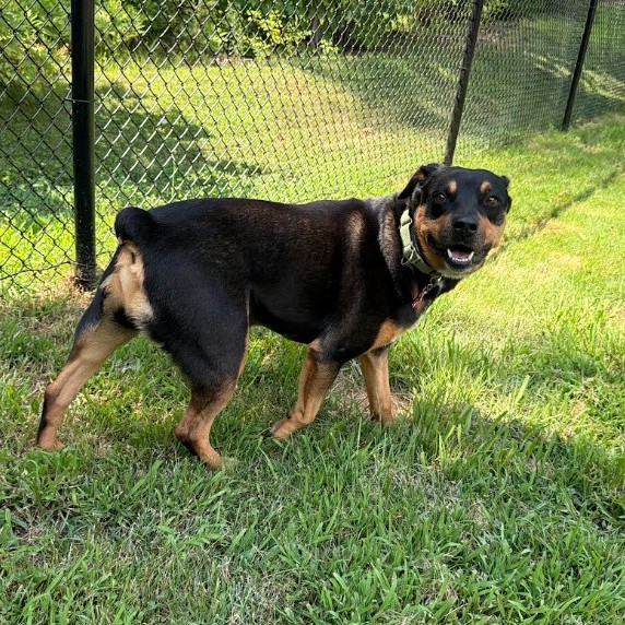 Mixed Breed