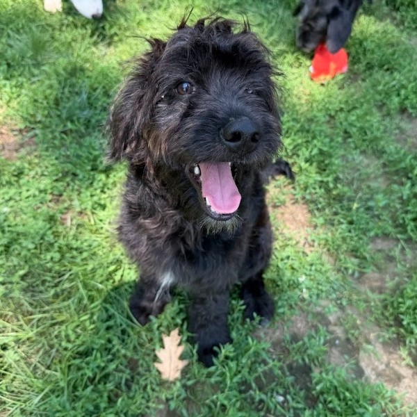 Mixed Breed
