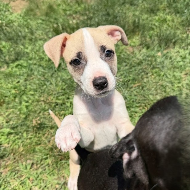 Mixed Breed