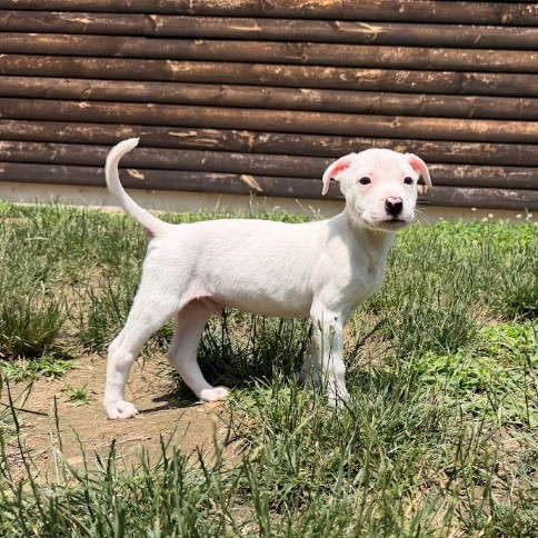 Mixed Breed
