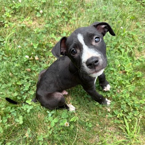 Mixed Breed