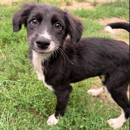 Mixed Breed