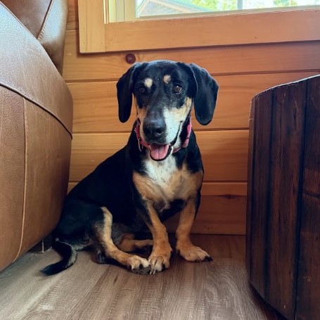 Pippa