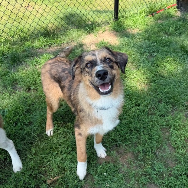 Mixed Breed