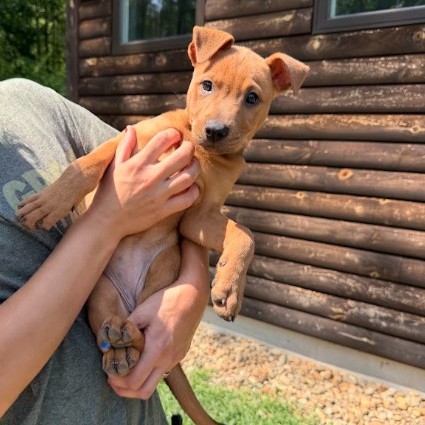Mixed Breed