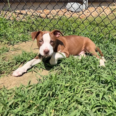 Mixed Breed