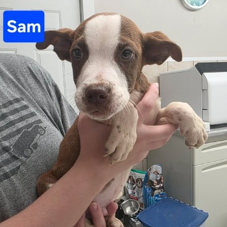 Sam