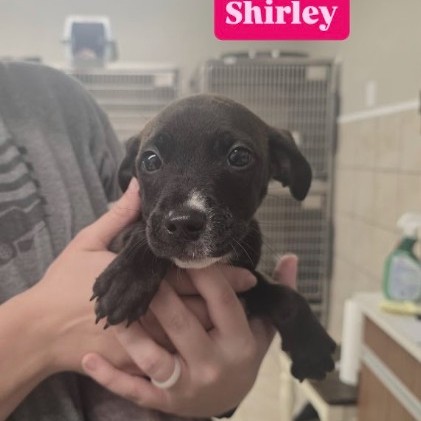 Shirley