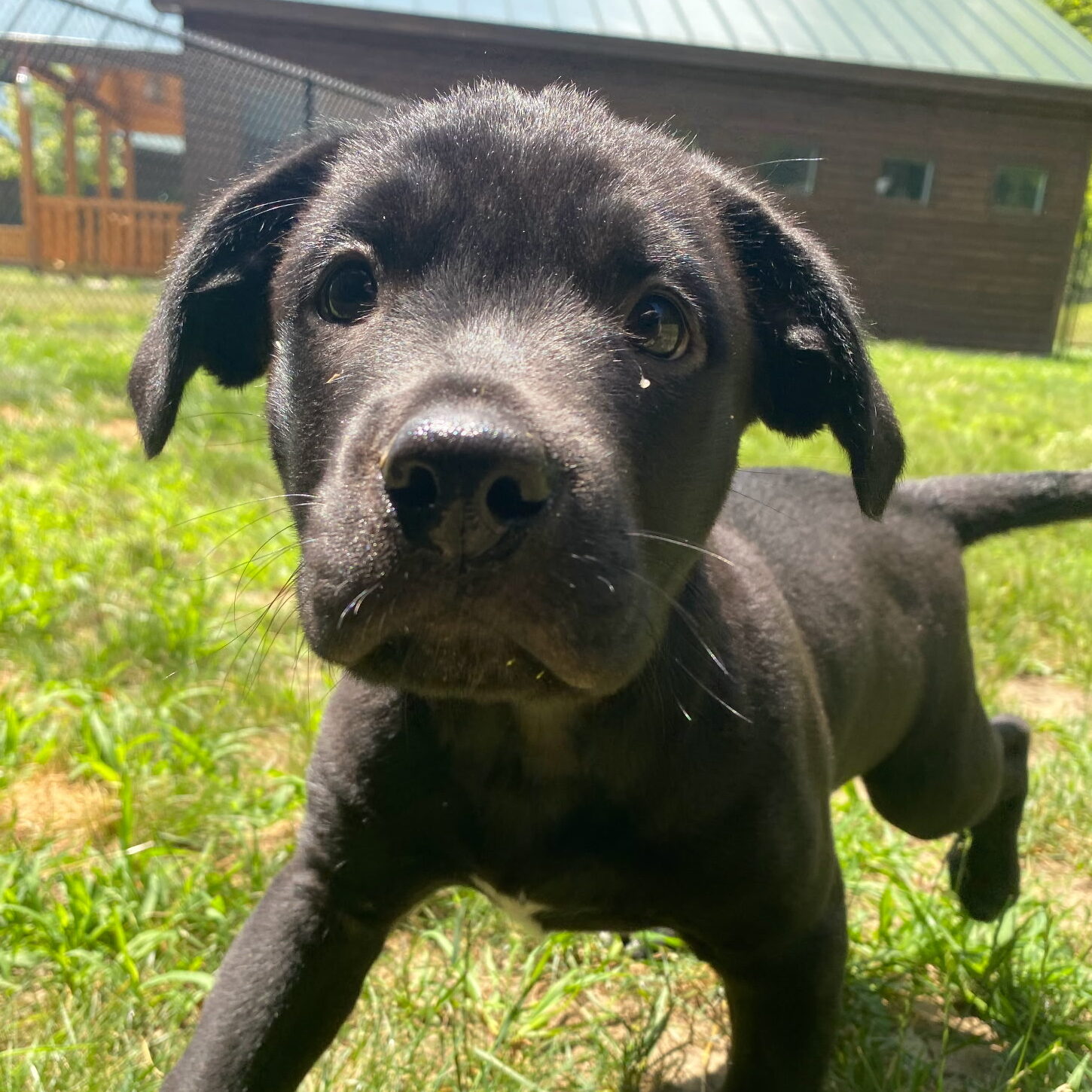 Wilbur