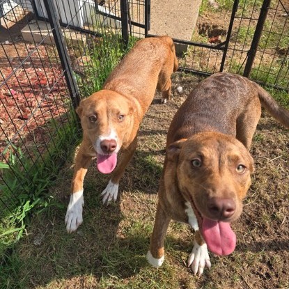 Skye (left)