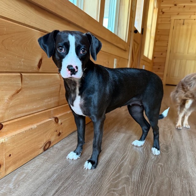 Mixed Breed