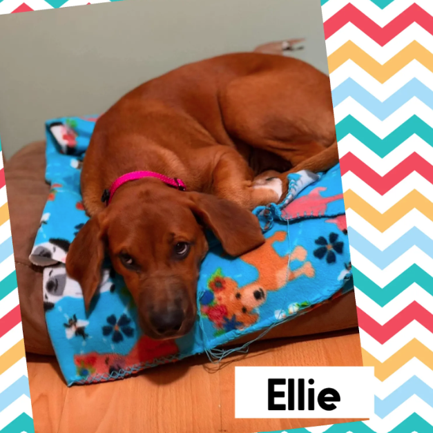 Ellie