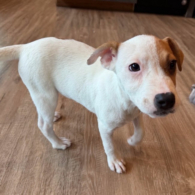 Mixed Breed