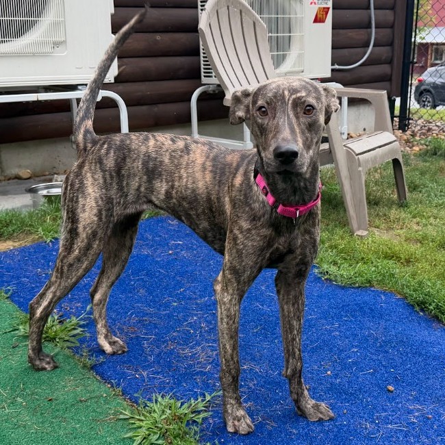 Pepper