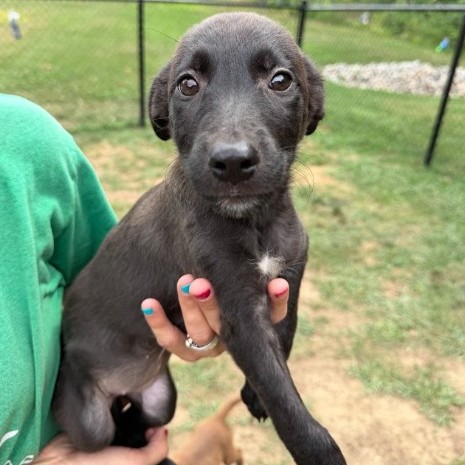 Mixed Breed