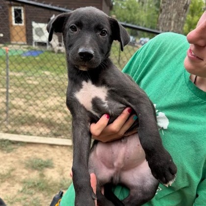 Mixed Breed