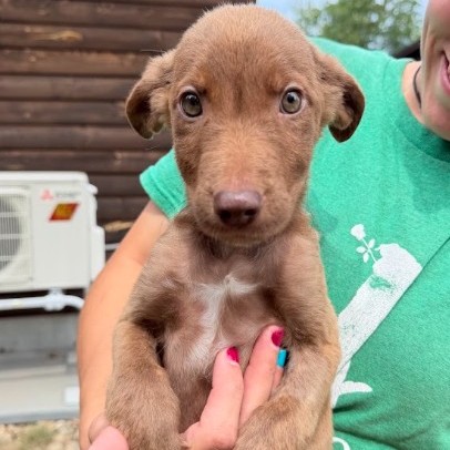 Mixed Breed