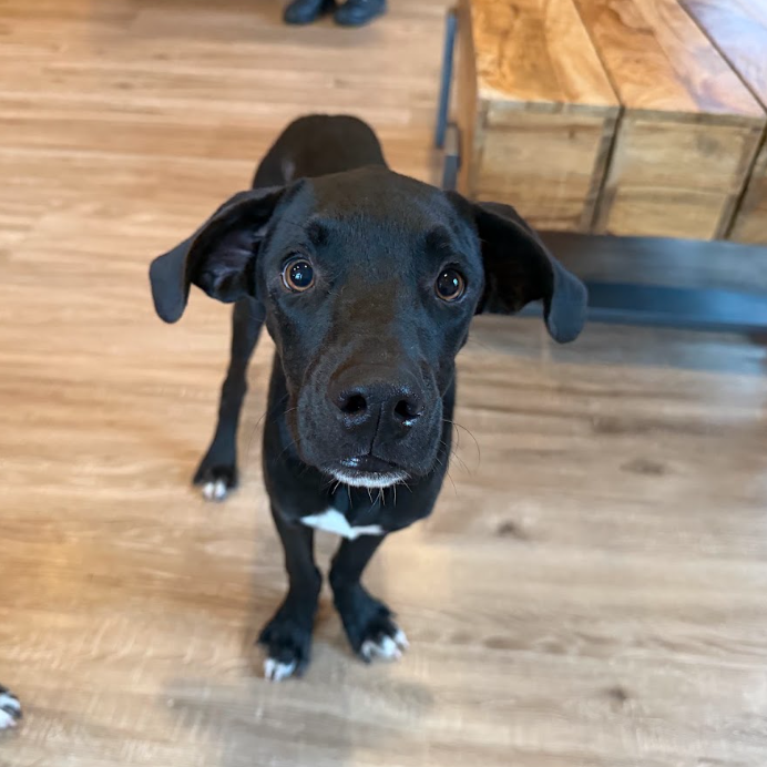 Archie