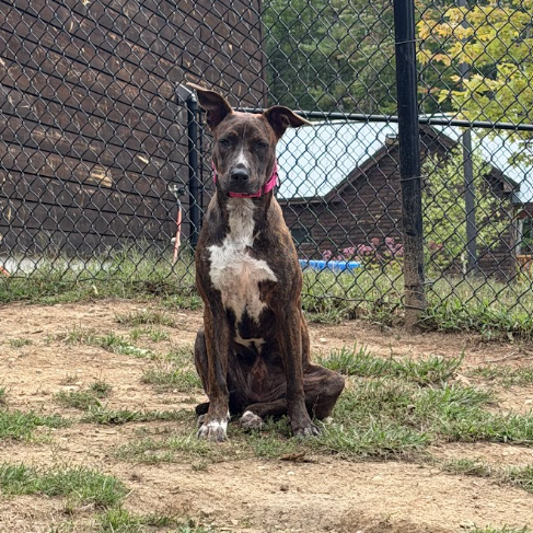Mixed Breed