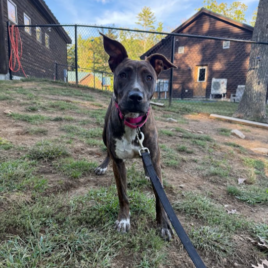 Mixed Breed