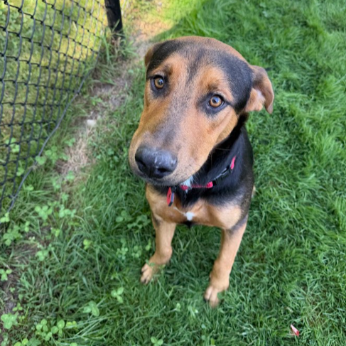 Mixed Breed