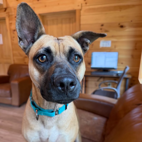 Mixed Breed