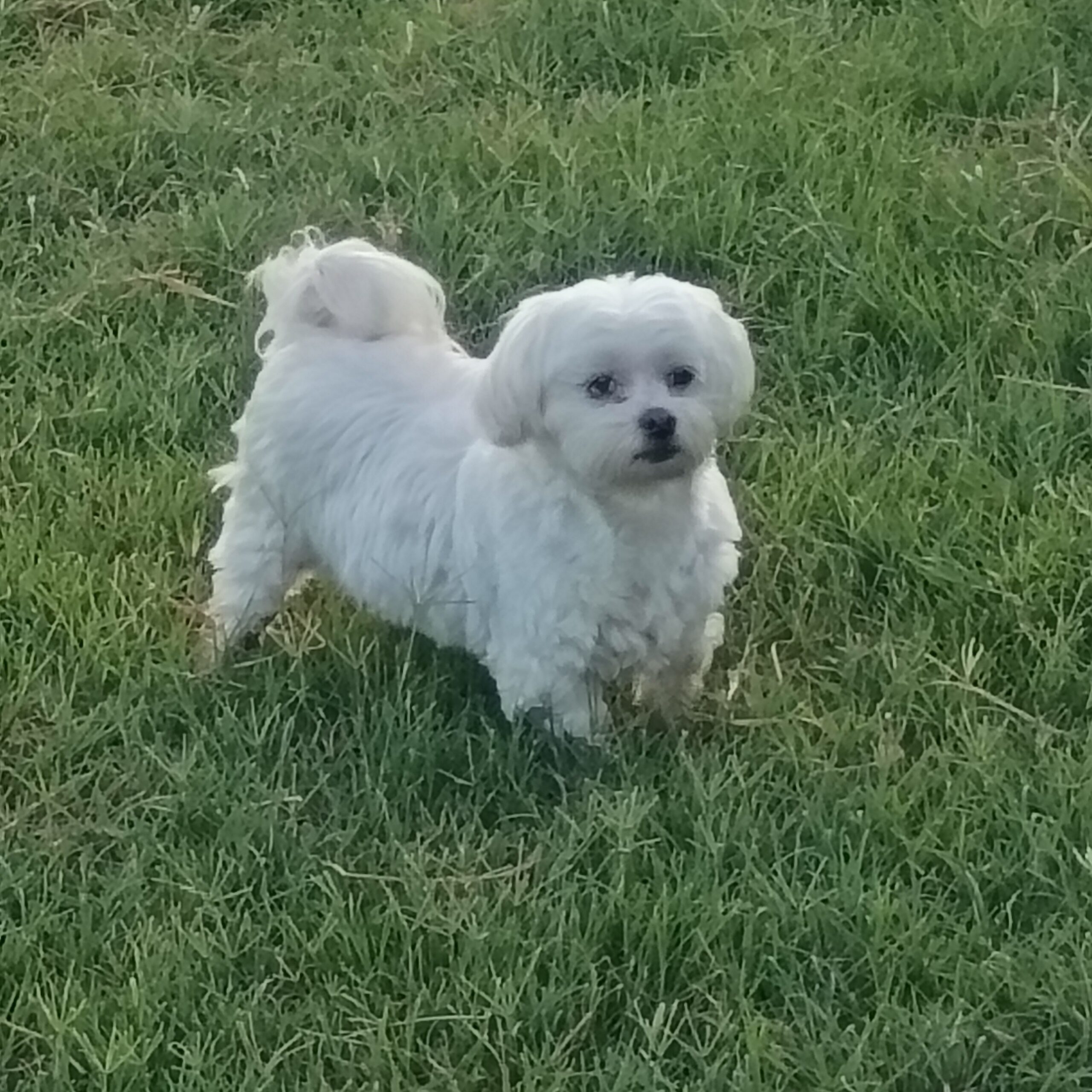 Buddy
