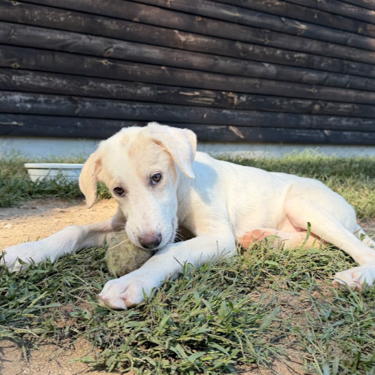 Mixed Breed