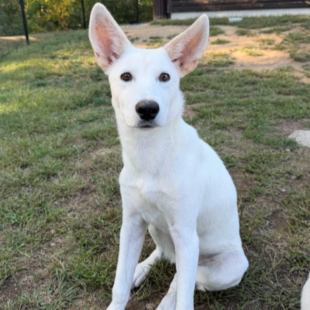 Mixed Breed
