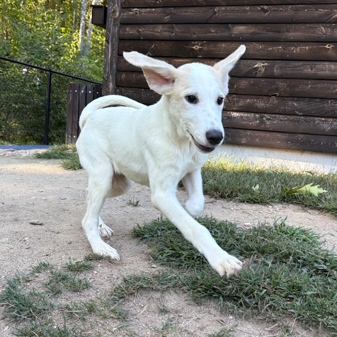 Mixed Breed