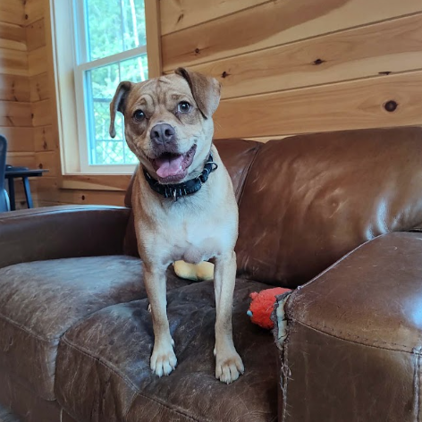 Mixed Breed