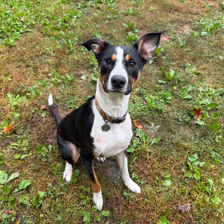 Kona
