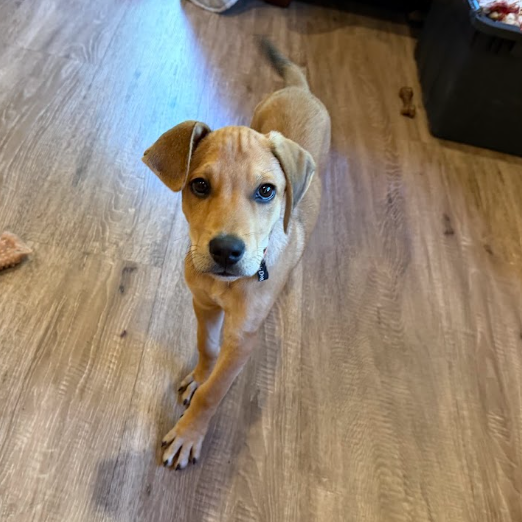 Mixed Breed