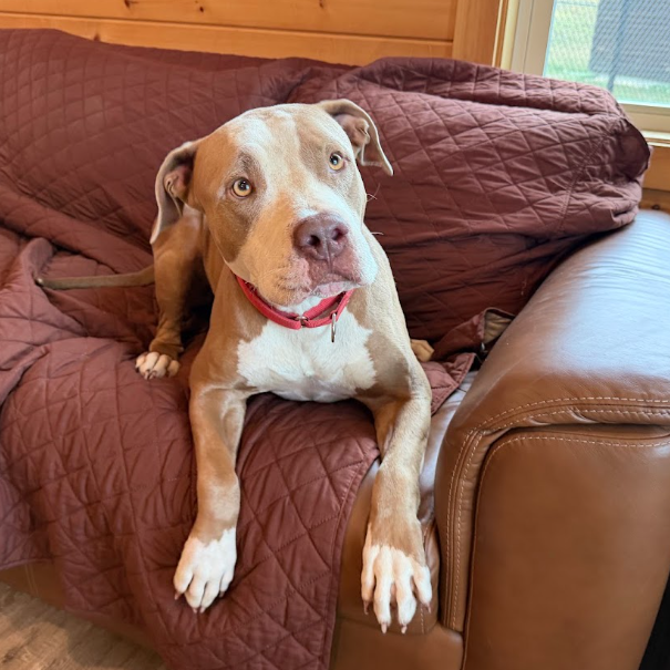 Otis