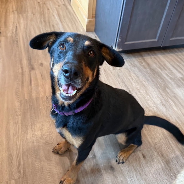 Penelope